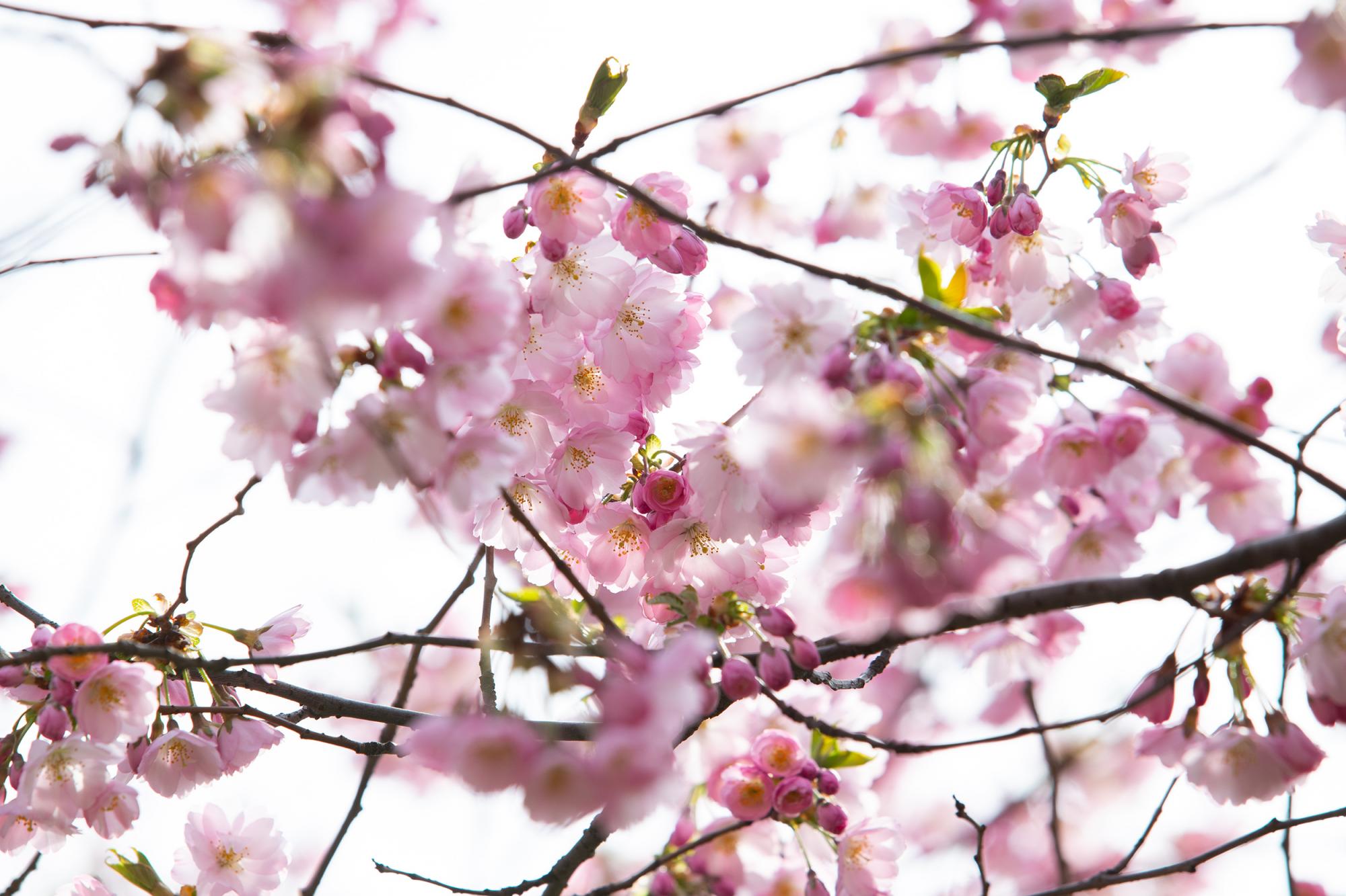 У Києві розцвіли магнолії і сакури: де побачити цю красу